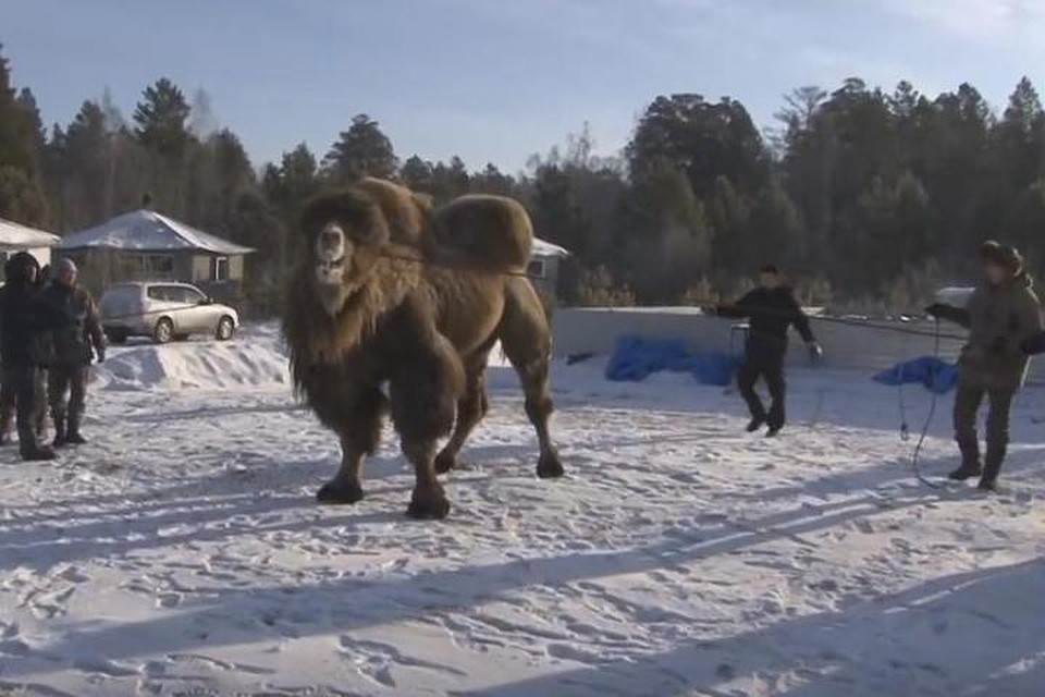 Верблюдов тащат на ритуал. Фото: скриншот видео канала "Восточная Азия".