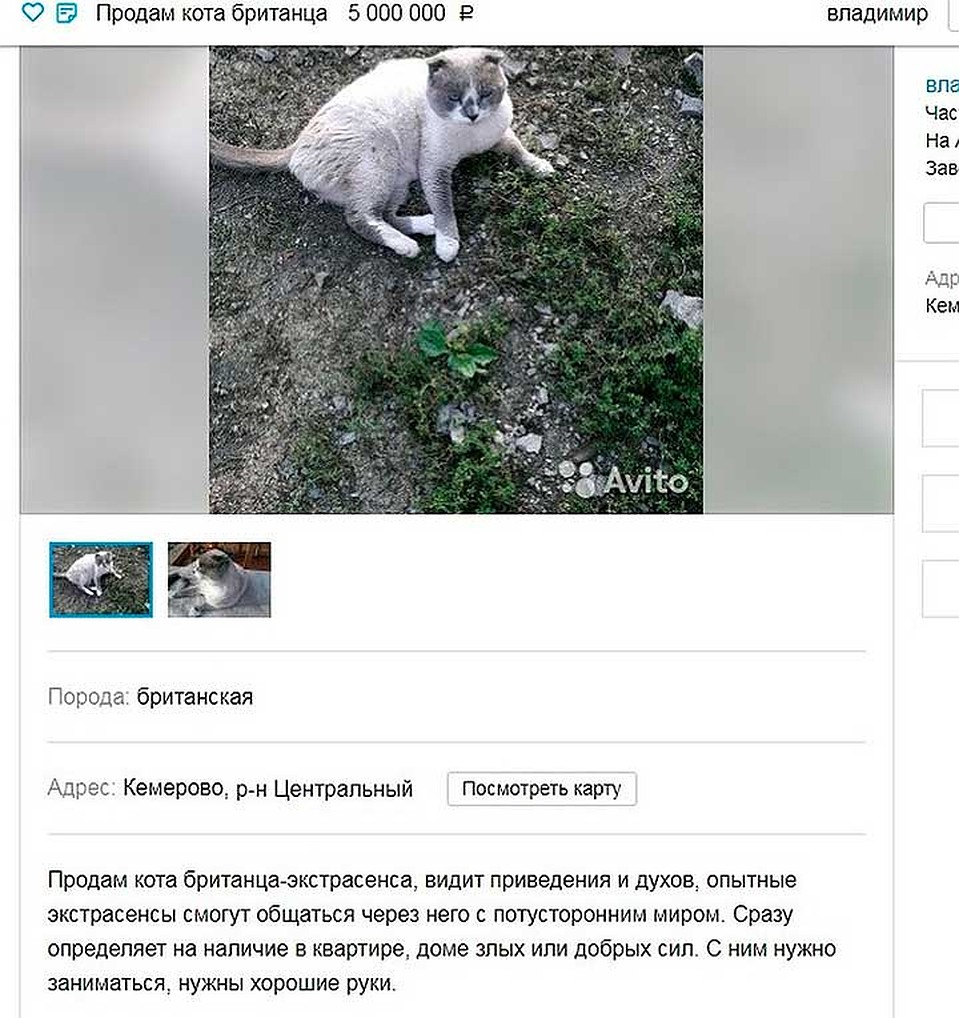 Продавать кота Владимир передумал. То ли желающих выложить 5 млн не нашлось, то ли хозяин решил, что защитник от злых духов ему самому нужен.