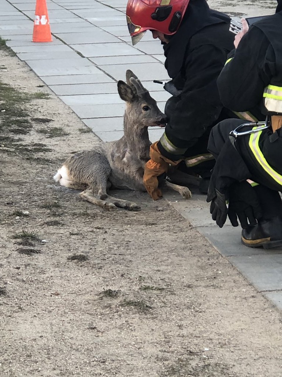 По словам очевидцев, косуля не могла встать на ноги. Фото: twitter.com/TorriWay
