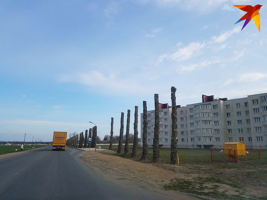 А вот так обрезали деревья в Березе. Фото: Артем БАЗАРОВ