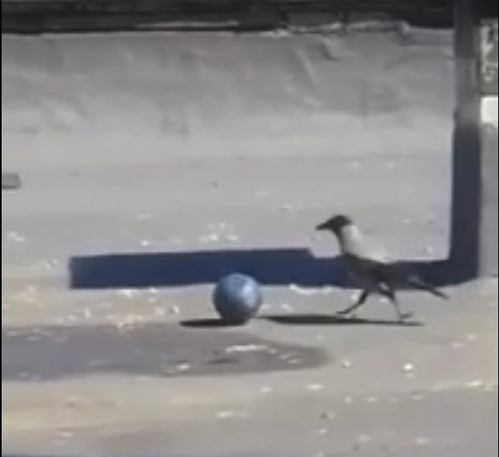 Фото: скриншот видео