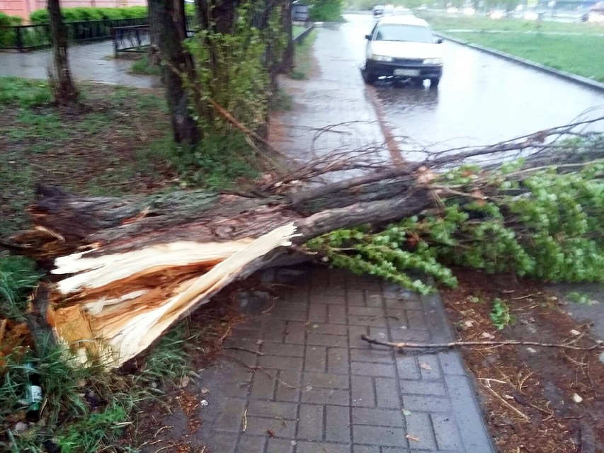 Дерево упало на дорогу Фото: Лия МУРАДЬЯН