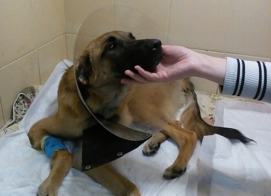 За животным ухаживают ветеринары и волонтеры. Фото: vk.com/kolpino_cats_and_dogs