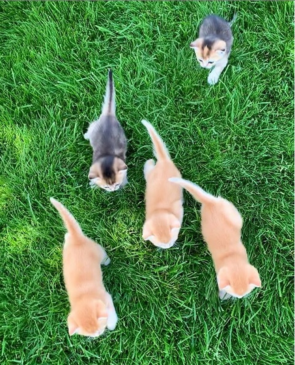 Та самая дорожка из котят. Фото: instagram.com/miya_goldkitty/
