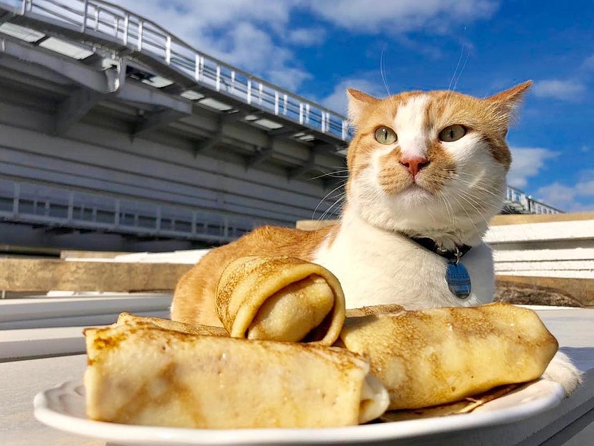 ФОТО: инстаграм cat_the_most