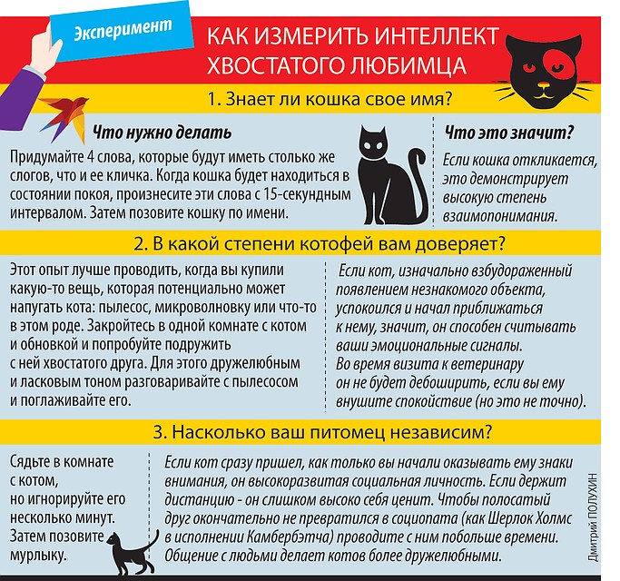 Как измерить интеллект хвостатого любимца