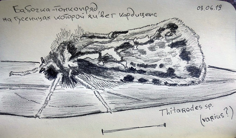 "Бабочка-тонкопряд, на гусенице которой живет кордицепс". Рисунок Михаила Вишневского.