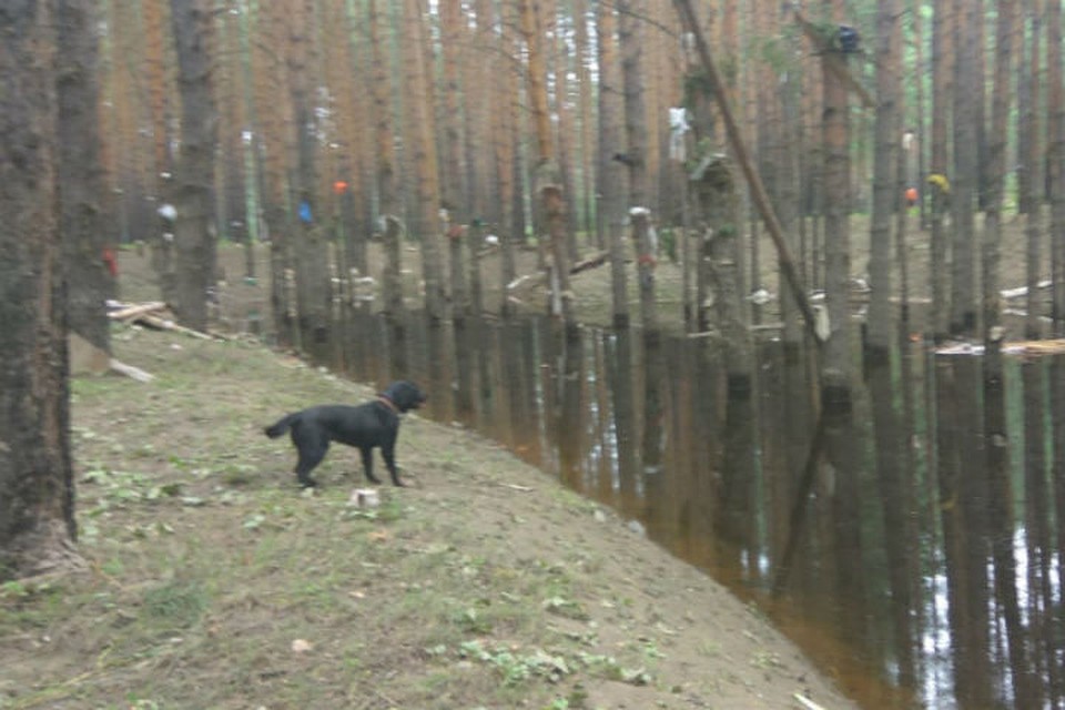 Сейчас Клео работает в Тулунском районе. Фото: ГУ МЧС России по Иркутской области.