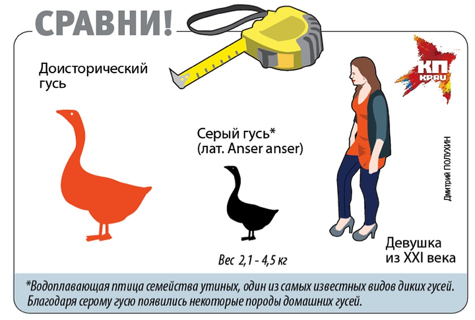 Людям вряд ли довелось отведать гигантских гусей.