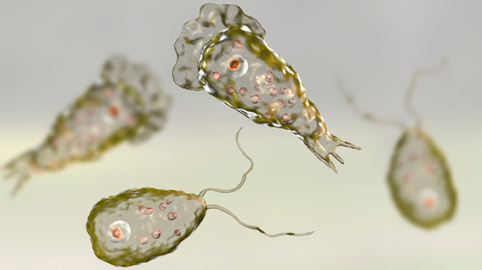Амеба Naegleria Fowleri.