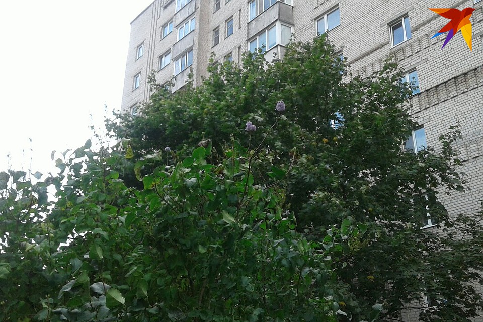 Зацвели кусты, расположенные в одном дворе, а те, что растут по соседству - нет. Фото: Наталья ПАРТОЛИНА