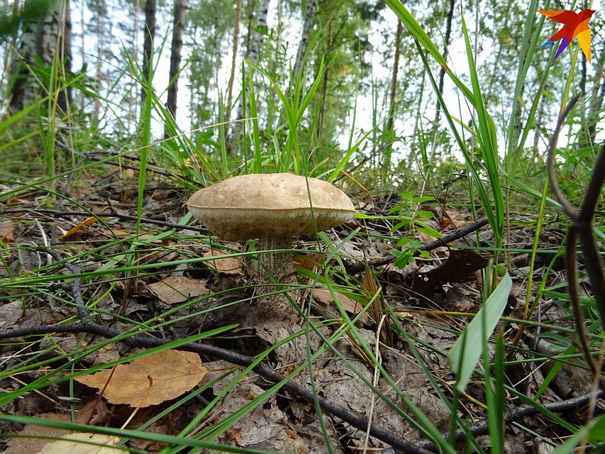 Для селян ежедневные многокилометровые прогулки с корзинами - вовсе не развлечение, а вынужденная мера Фото: Алексей ОВЧИННИКОВ