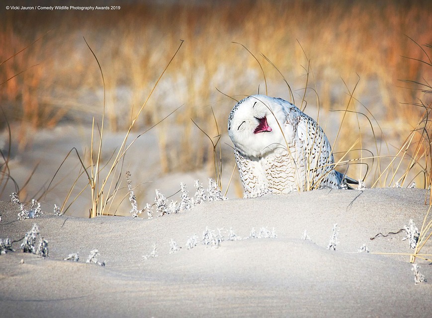 "Смеется над лисами": Vicki-Jauron/Comedy Wildlife Photography Awards 2019