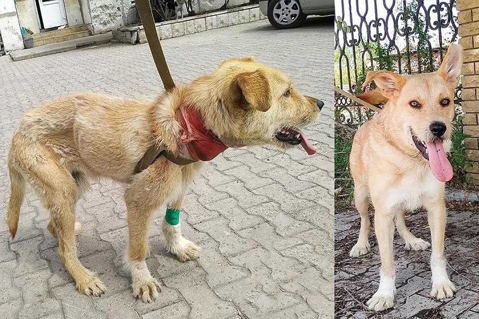 Борька в день как только попал в приют и спустя три месяца. Разница - на глаза. Фото: Личный архив Ирины Волик