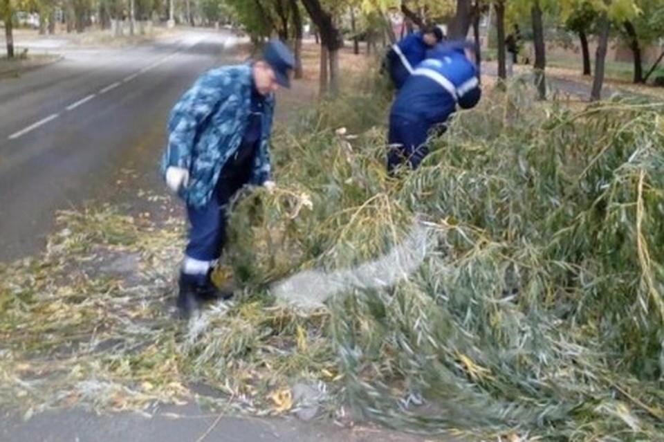 Сильный ветер повалил в Липецке 12 деревьев Фото: Пресс-служба ГО и ЧС Липецка.