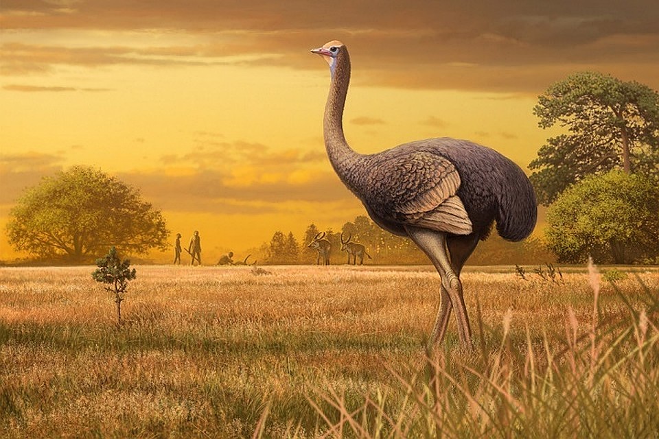 Реконструкция гигантского страуса (Pachystruthio dmanisensis) из пещеры Таврида. Автор: Андрей Атучин