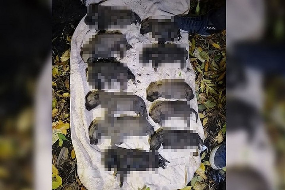 Историю о жестоком убийстве распространили зоозащитники, которые нашли тела щенят