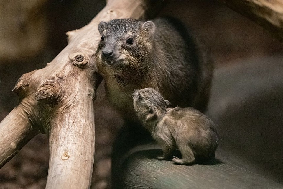 Дамана - ближайшая родственница слона. Фото: Елена ЧЕРНЕНКО