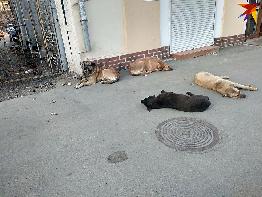 В Саратове действительно сложная ситуация с бродячими собаками Фото: Екатерина Семенова