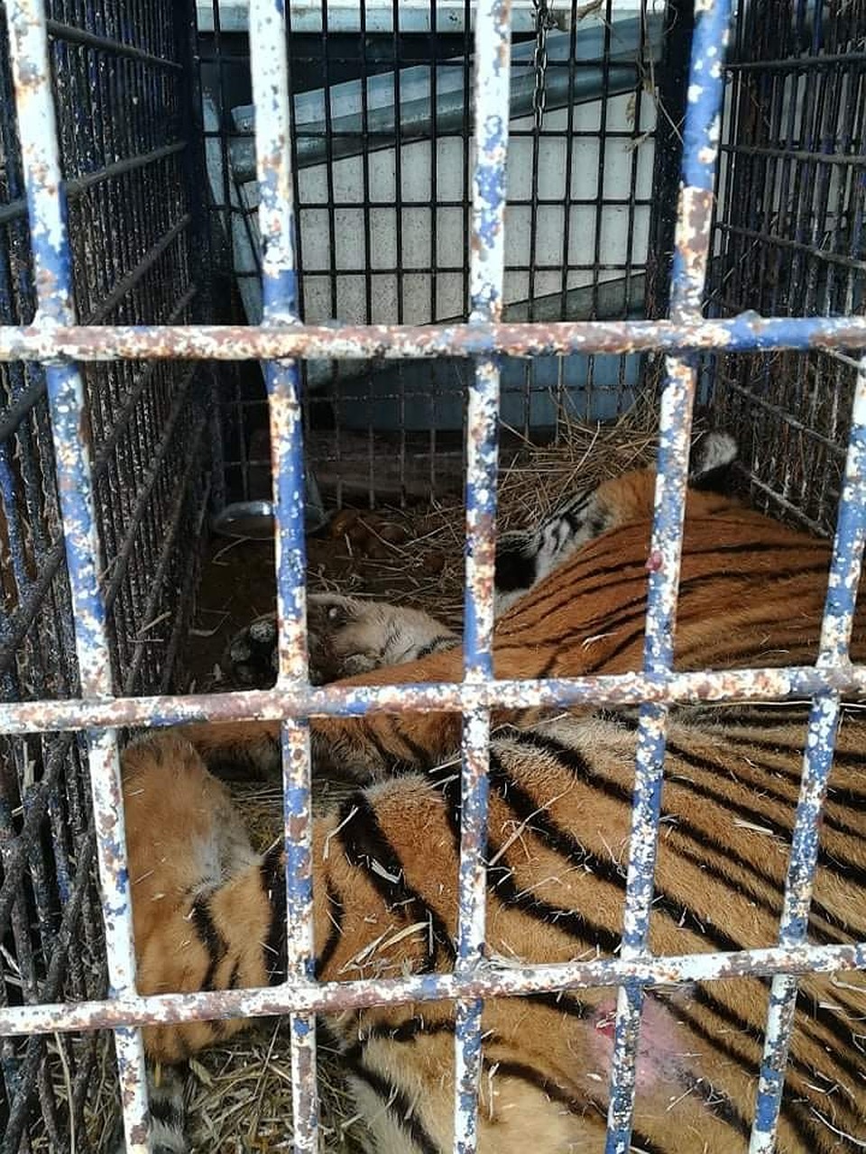 Тигры в очень плохом состоянии. Фото: Zoo Poznań Official Site