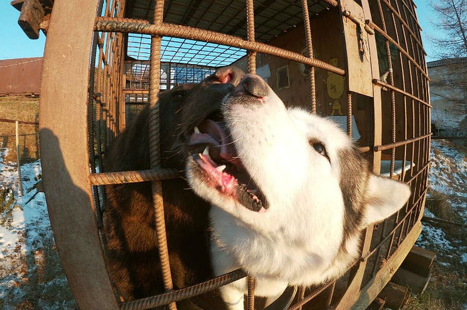 Сладкая парочка целуется и нежится круглые сутки. Фото: предоставлено Анной Трофимовой.