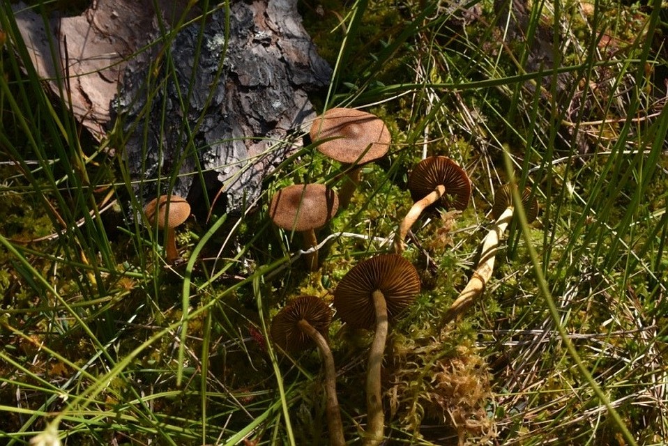 Cortinarius tubarius 2. Фото: предоставлены кафедрой микологии и альгологии Биологического факультета МГУ
