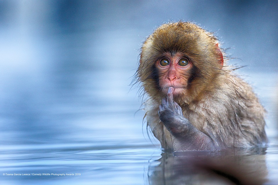 Фото: Txema Garcia Laseca/The Comedy Wildlife Photography Awards 2019