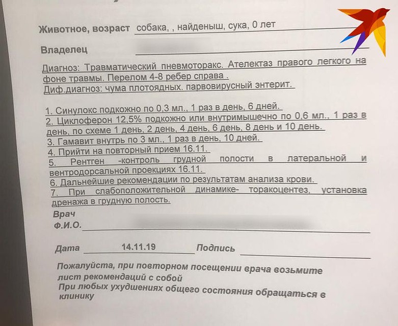Согласно предварительному диагнозу, у щенка чума. Фото: Ксения Илюкевич