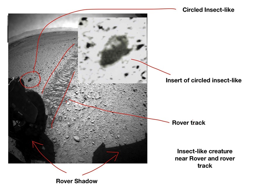 Насекомые попадались Curiosity прямо по пути.