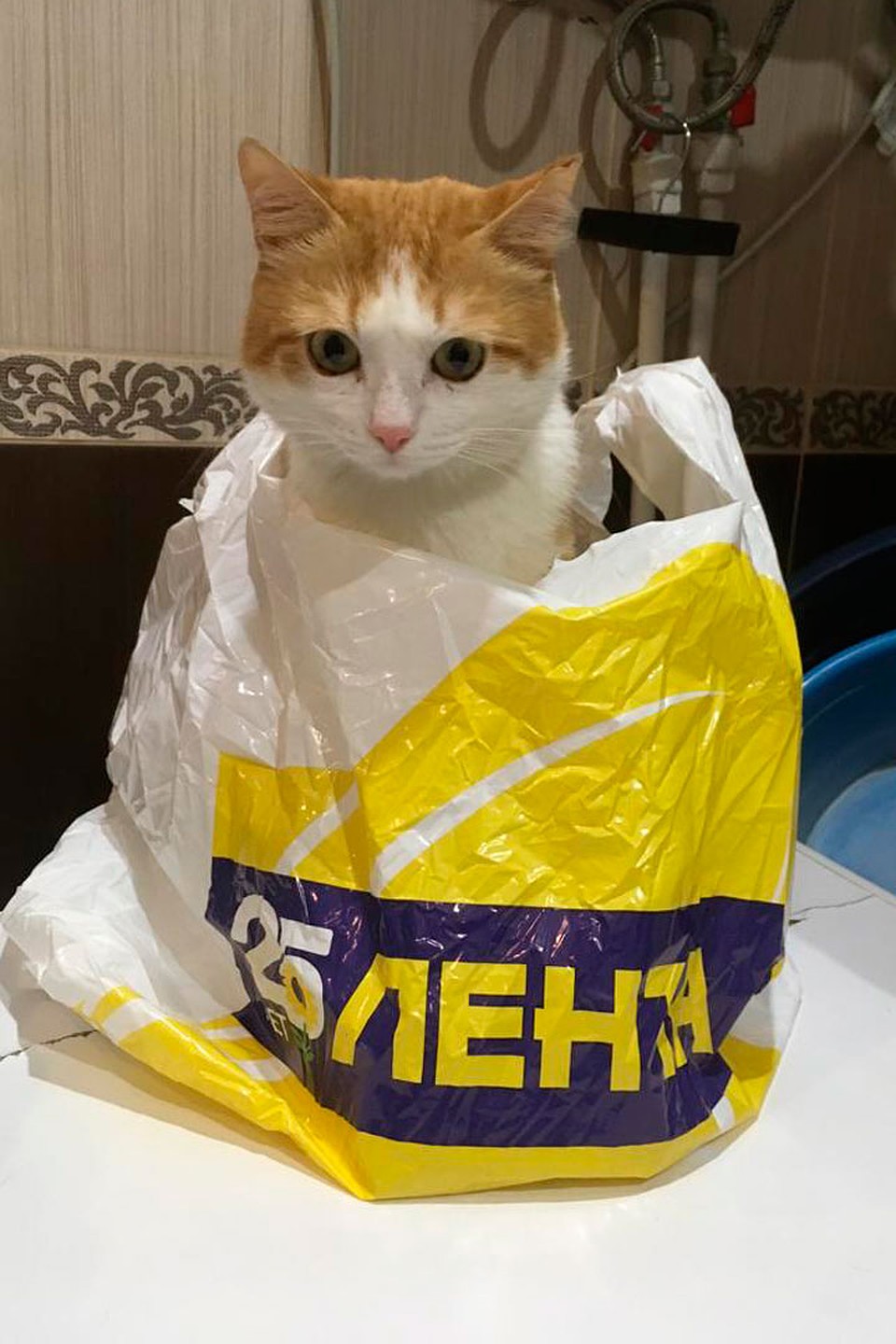 Кошки до старости любят играть. Фото: БОРЗОВ Денис