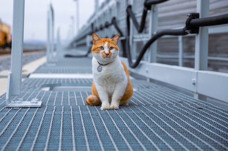 Кот выглядит великолепно. Фото: кот Мостик/VK