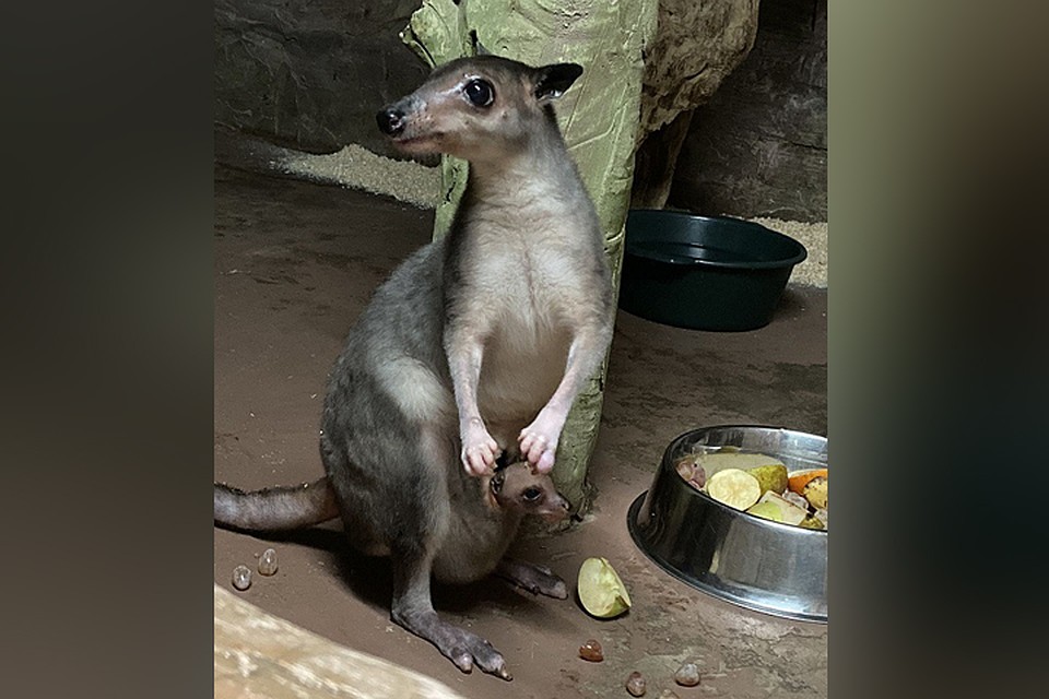 Малыши кенгуру Хагена рождаются крошечными - не более 20 мм. Фото: http://www.nnzoo.ru/
