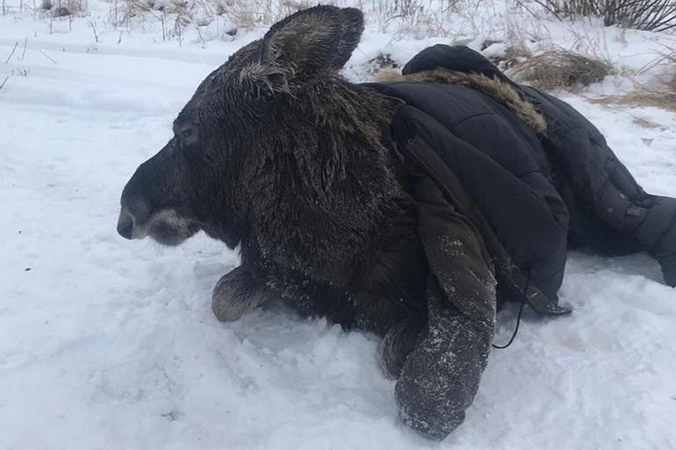 Без помощи людей лосенок из полыньи не смог бы выбраться. Фото: Пресс-служба правительства Нижегородской области