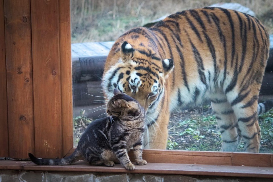 Котофей Василий не растерялся и сразу же ответил тигрице взаимностью. Фото: zoopark-rostov.ru