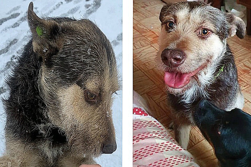 Собака начинает улыбаться, когда она довольна жизнью