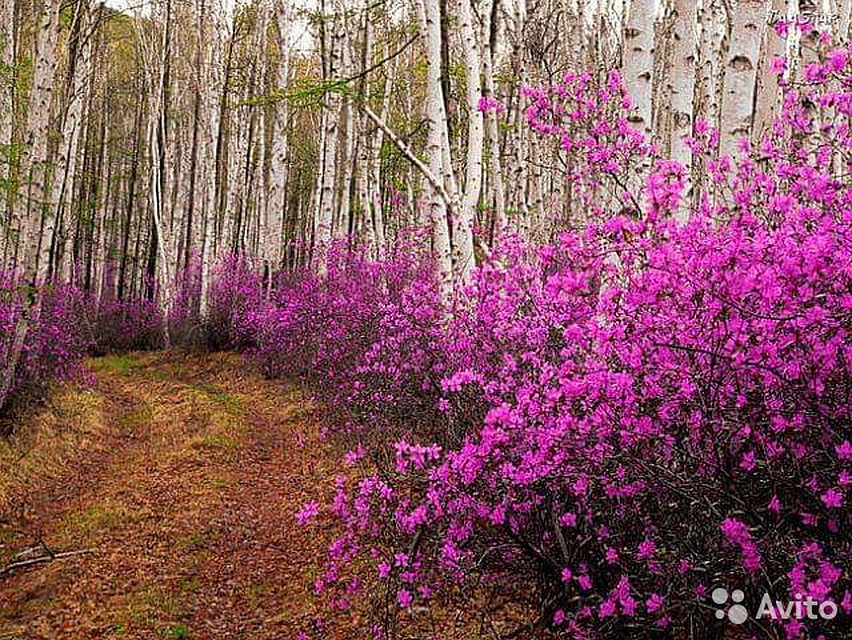 Алтайский район Фото: Avito.ru