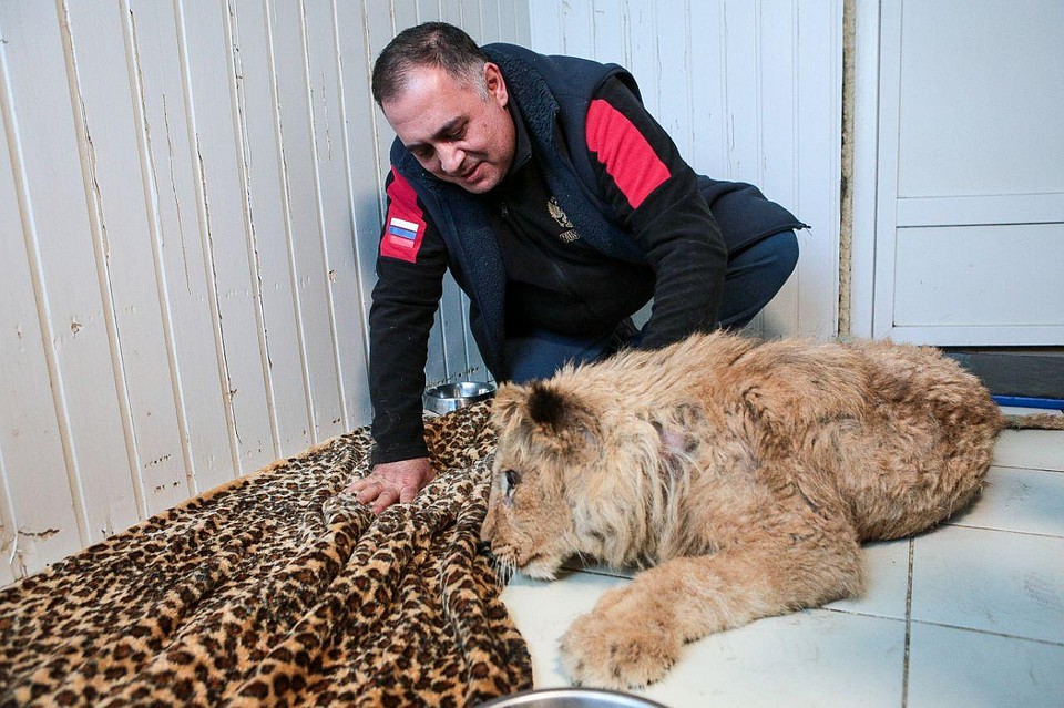 Карена полюбил, Карену доверяет.