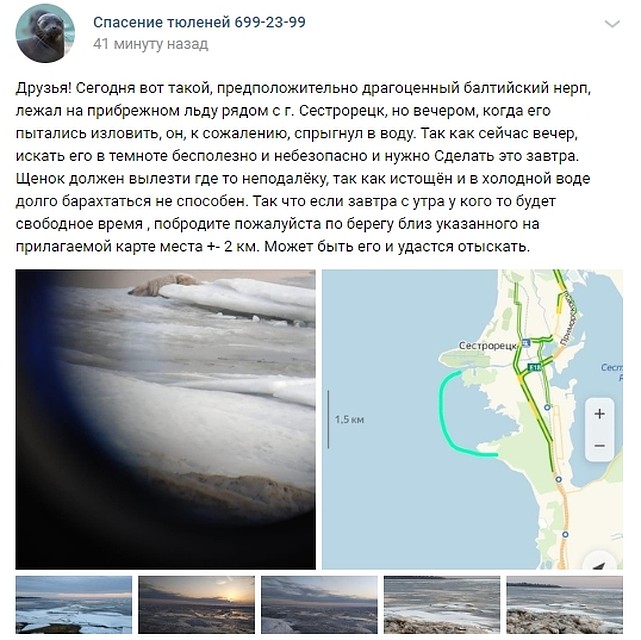 Фонд друзей балтийской нерпы рассказал о новом брошенном малыше в соцсетях. Фото: vk.com/sealrescue