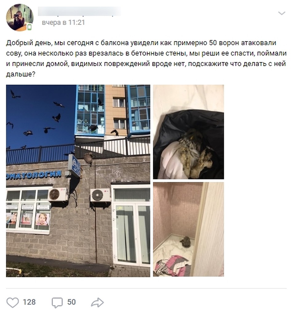 Спасителям совы помогли сотрудники центра "Сирин". Фото: vk.com/seirenru
