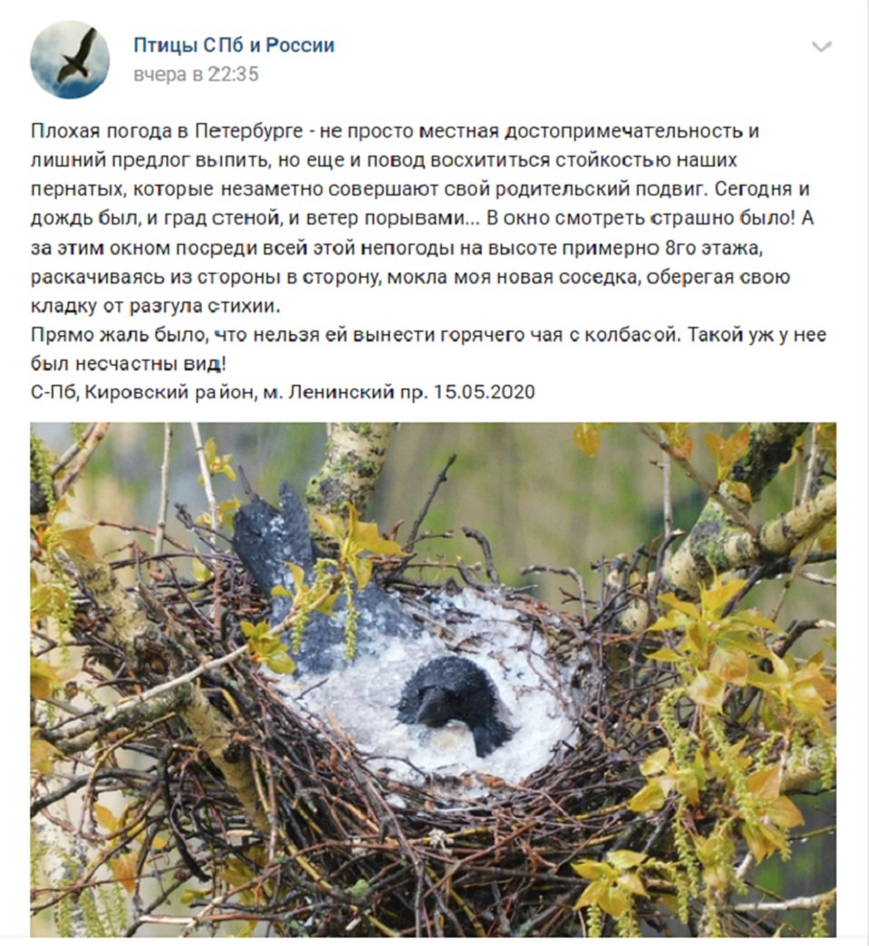 Мать-героиню заметили на Ленинском проспекте,в Кировском районе города. Фото: vk.com/bird_spb