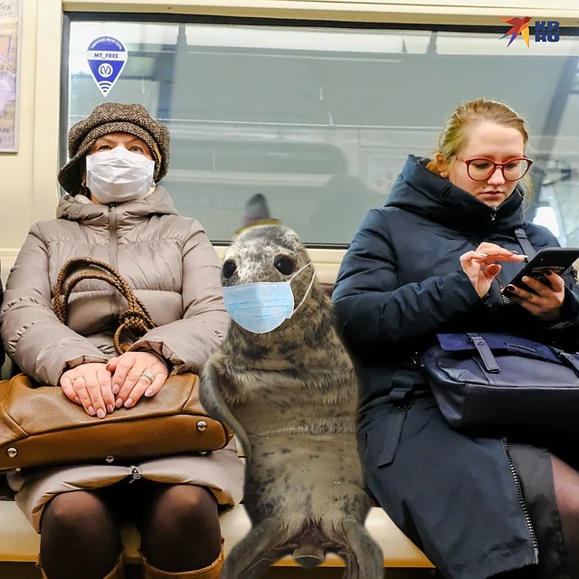 Ластоногую беглянку видели в метро... Фото: Павел РОМАНОВ