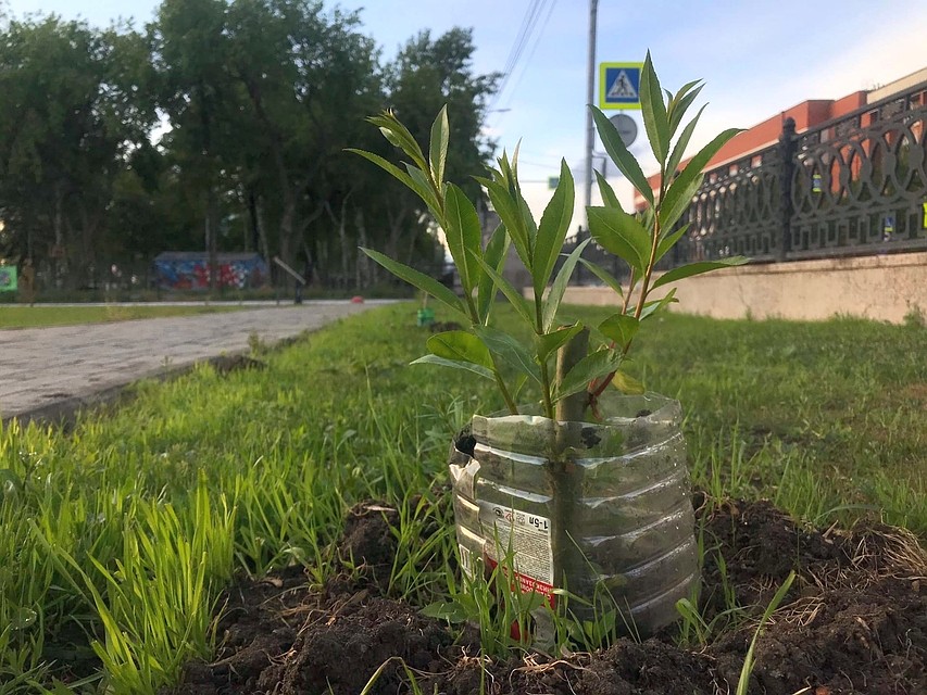 Саженцы укрыли пластиковыми бутылками, чтобы их не повредили Фото: Валентина ВАГАНОВА