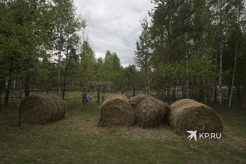 В экопоселениях очень бережно относятся к природе Фото: Алексей БУЛАТОВ