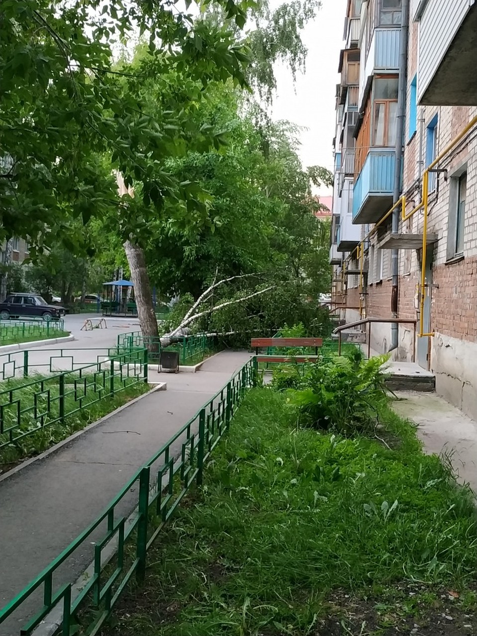 Дерево упала у дома №26 по улице Геологоразведчиков. Фото - Анастасия Козырева.