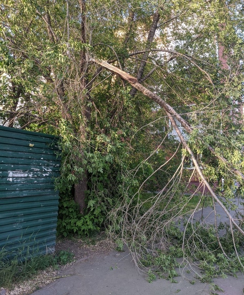 Упавшее дерево на Мичурина. Кемерово. Фото: Лариса МАРУЦАК