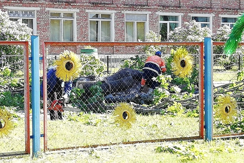 Оказалось, что деревья оставляют опасность ввиду возраста и гниения изнутри