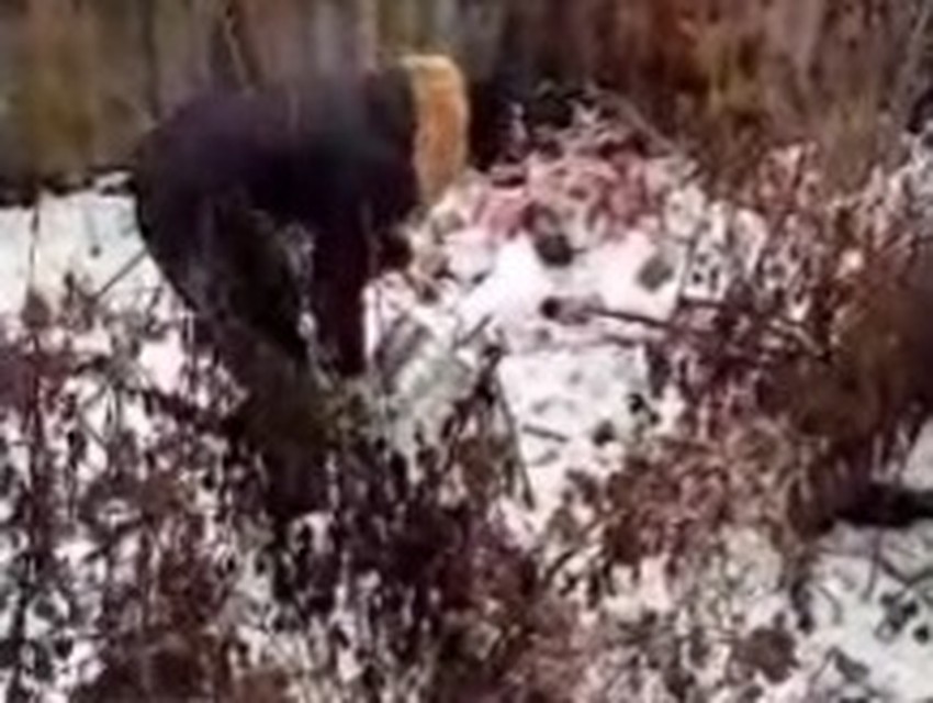 Мать выкинула ребенка на свалку. Фото СУ СКР по Саратовской области