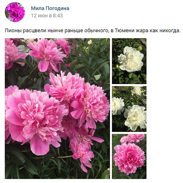 За богатый цветочный урожай тюменцы благодарят погоду. Скриншот страницы Милы Погодиной ВКонтакте