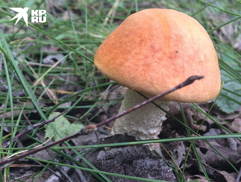 Дожди сделали свое дело - в лесах началась грибная пора. Фото: Евгений ЧЕРНЫХ