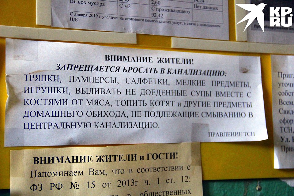 Объявление: котят не топить. Фото: Виктория МИНАЕВА